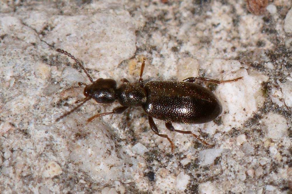 Anthicidae:  Anthicus niger